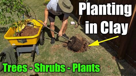 Planting In Clay Soil Trees Shrubs And Plants Youtube Planting In