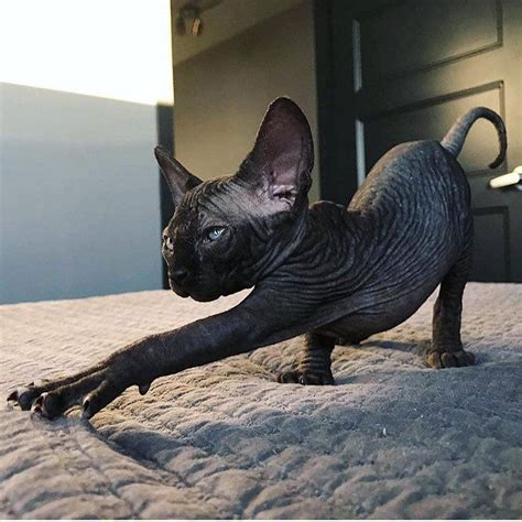 13 Convincingly Cute Sphynx Cats CatCatME