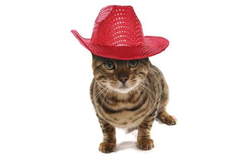 15 Cat Cowboy Hat Pictures That Will Melt Your Heart