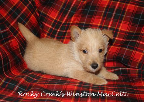 Rocky Creek Scottie Adventures Puppies Are Six Weeks Old