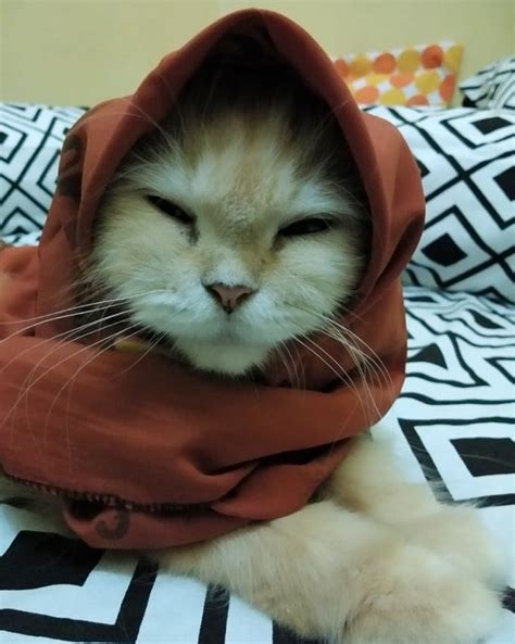 23 Gambar Kucing Lucu Pakai Kata Kata Kumpulan Gambar Lucu