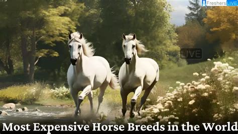 Most Expensive Horse Breeds In The World Top 10 Exquisite Beauty News