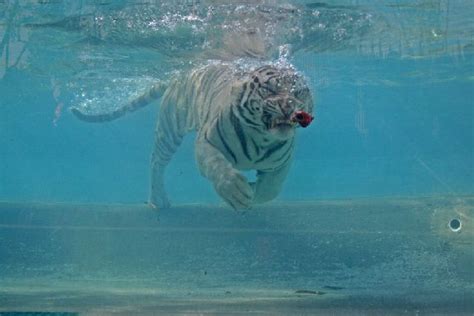 Oldie White Bengal Tiger Enjoying Its Meal Underwater 29 Pics