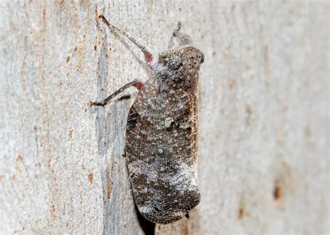 White Marked Gum Hopper Platybrachys Leucostigma