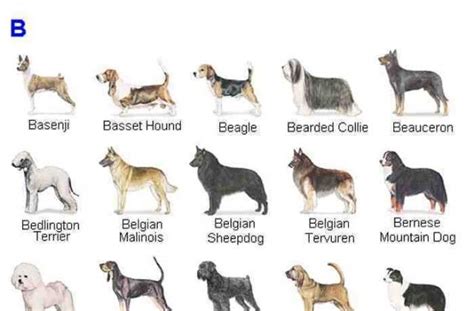 Dog Breed Names Dog List All Dog Breeds