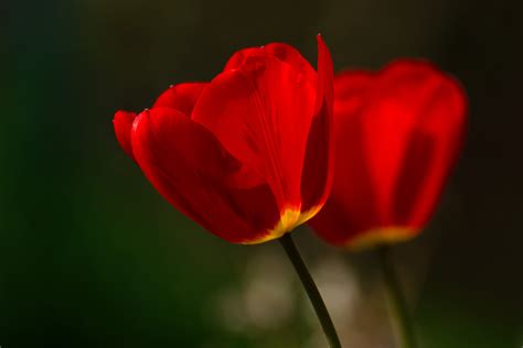 Macro Photography Of Red Flower Tulip Hd Wallpaper Wallpaper Flare
