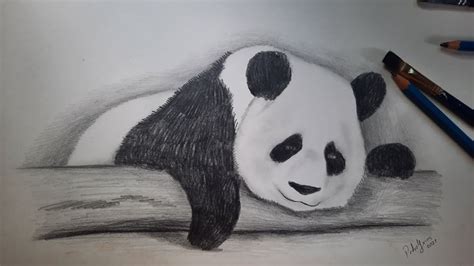 Cómo Dibujar Un Oso Panda Super Fácil Youtube