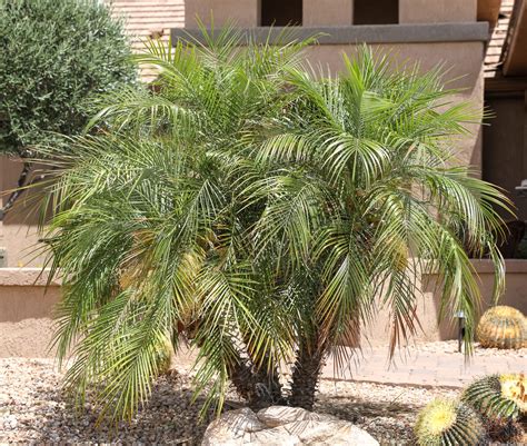 Palm Pygmy Date Elgin Nursery And Tree Farm Phoenix Az