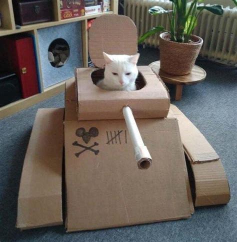 The Best Box I Have Ever Had Cat Tanks Cat Love Cat Memes