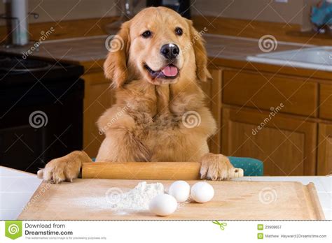 Cooking Dog Stock Image Image Of Purpose Cook Golden