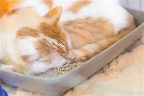 Cat Laying In Litter Box What Are They Thinking Kitty Insight