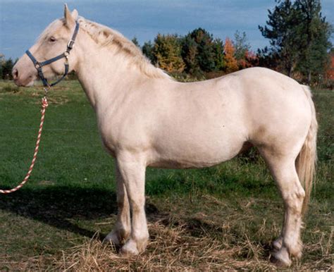 American Cream Draft Horse Breed Of The Week The Equinest