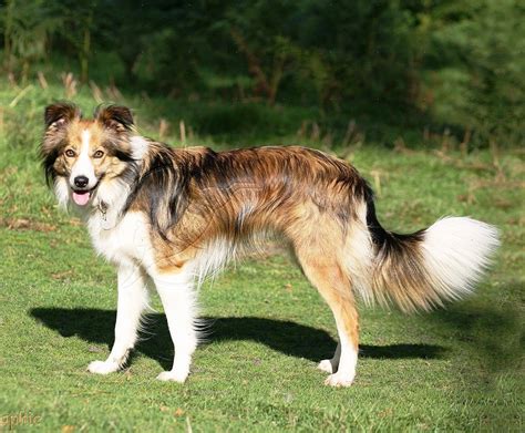 Welsh Sheepdog Dog Big Dogs Dogs And Puppies Border Collie Puppies