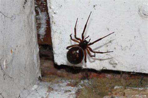 Scores Of Suspected False Widows Spotted In Barnsley We Are Barnsley