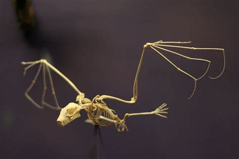 Bat Skeleton By Halfanesey Via Flickr Bat Skeleton Bat Art