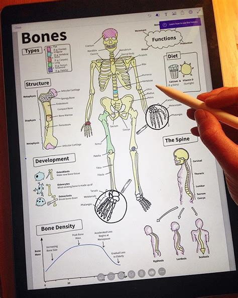 初回限定版 + drama cd + voice drama + manual + wallpaper ❀as bought game❀ ういんどみるoasis はぴねす! Adding the final labels to my piece on the basic anatomy of the human skeleton! Bones ...