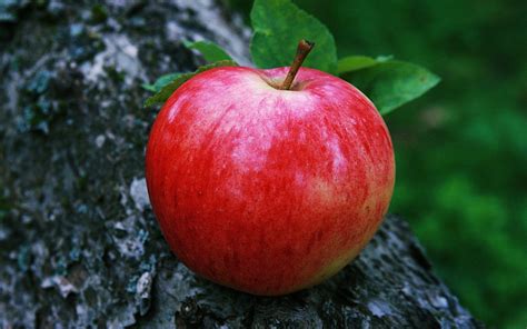 Red Apple Fruit Wallpaper
