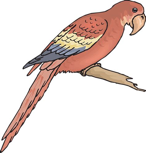 Mulai dari gambar sketsa pemandangan. 10+ Ide Sketsa Gambar Burung Macaw - The Toosh