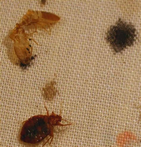 The Process Of Molting For Bed Bugs Bedbugs