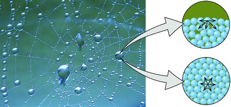 Mercury in a glass flask is a good example of the effects of the ratio between cohesive and adhesive forces. What Is Cohesion? Information Cohesion and Adhesion