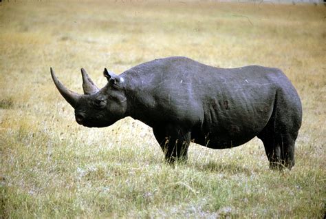 Aj Endangered Animals Black Rhino