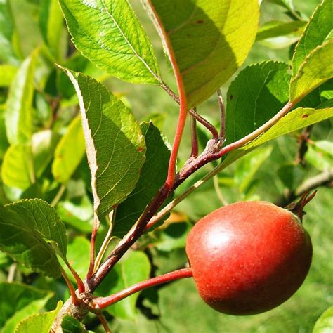 Malus Sylvestris Crab Apple Plants British Hardwood Tree Nursery