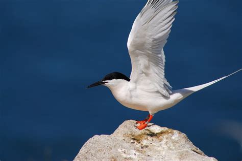 Roseate Tern Birdwatch Ireland