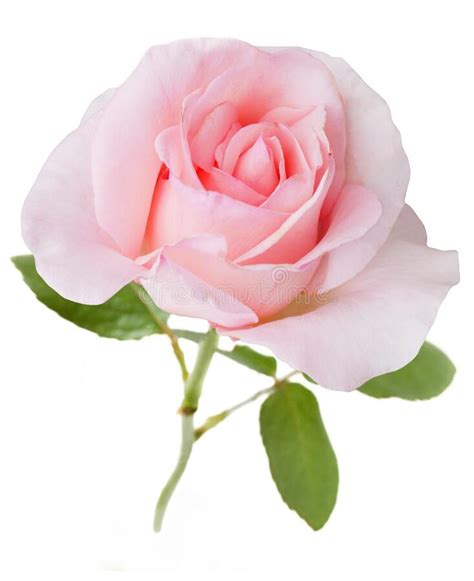 Beautiful Pink Rose Isolated On White Background Closeup Stock Image