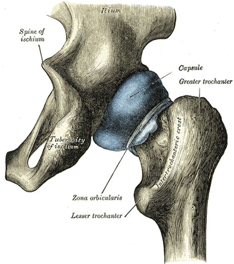 Capsule Of Hip Joint Wikipedia