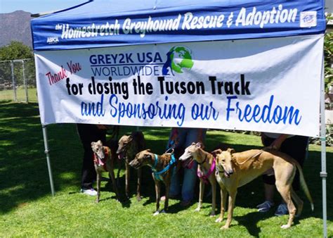 Greyhound Racing In Arizona Grey2k Usa Worldwide