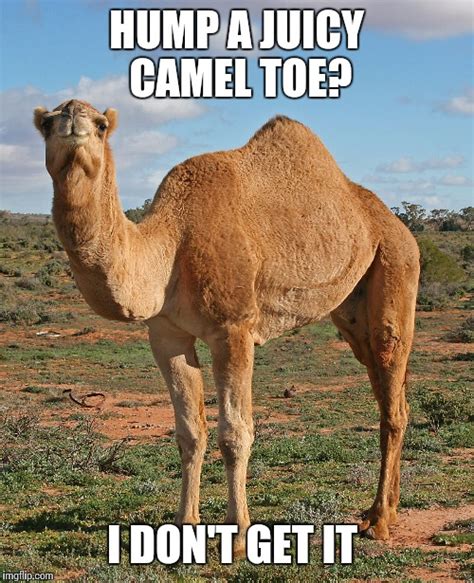 How To Confuse A Camel Imgflip