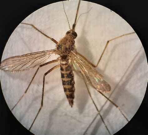 Ochlerotatus Ochlerotatus Caspius Observatorio De Mosquitos Del