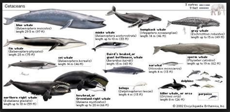 We did not find results for: Jenis Jenis Paus, Mamalia Laut Terbesar di Dunia Beserta ...