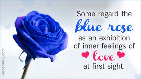 Flower Meanings Color Meanings Blue Rose Meaning Blue Flower Tattoos