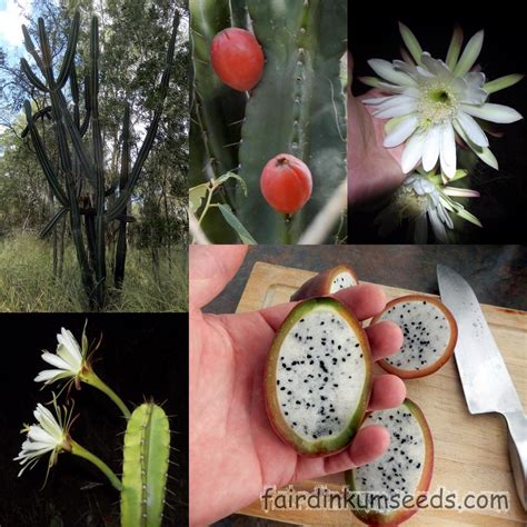 Cereus Species Peruvian Apple Cactus Seeds Fair Dinkum Seeds