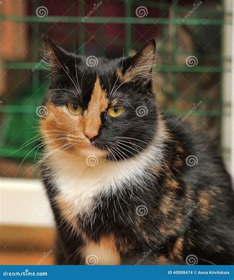 Tricolor Cat Stock Photo Image Of Friend Background 40088474