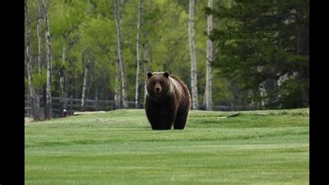 Top Ten Great Photos Of Bears On The Golf Course Rvwest