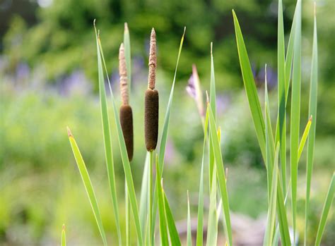 Common Cattail Plant Care And Growing Guide