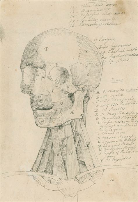Anatomical Drawing Of The Bones And Muscles Of The Head And Neck