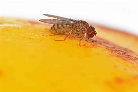 Virgin Births Genetically Engineered Fruit Flies Can Reproduce Without Males But It Won T Work