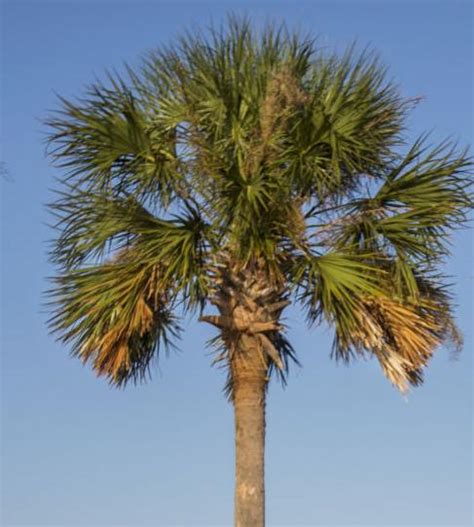 Palmetto Trees Part Of South Carolina History And Draw New Arrivals