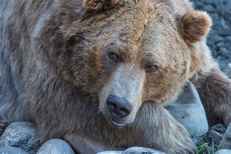 Grizzly Eyes Photo By Kevin Noble Nobleshots On Unsplash Bear