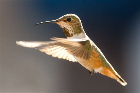 Allens Hummingbird In Flight Jsonr Flickr