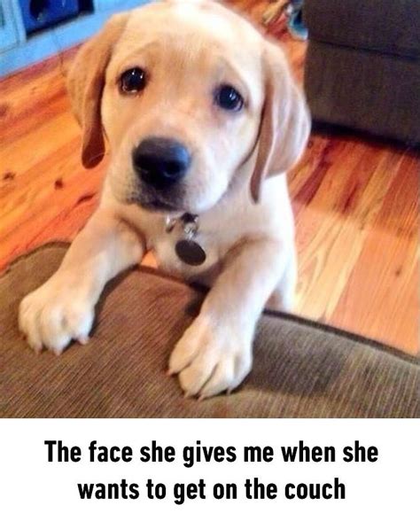 Sad Puppy Dog Eyes Please