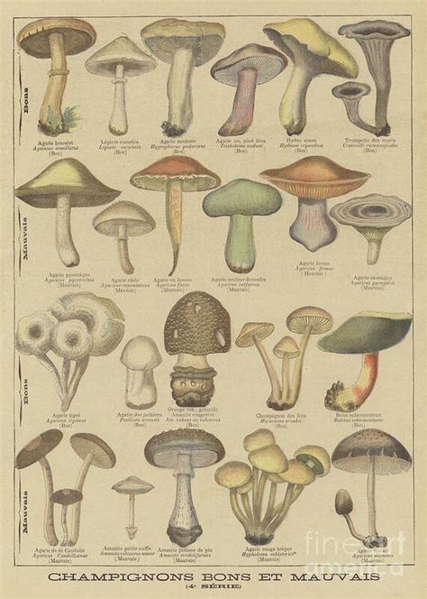 Edible And Poisonous Mushrooms Poster By French School