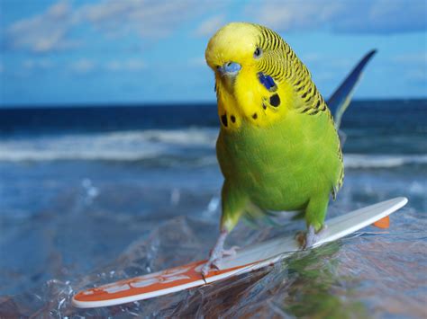 The Skateboarding Budgies Have Learned New Tricks