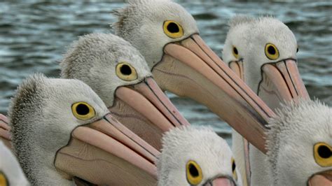 Outback Pelicans Pelican Facts Nature Pbs