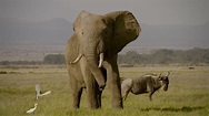 The Ivory Game | International Documentary Association