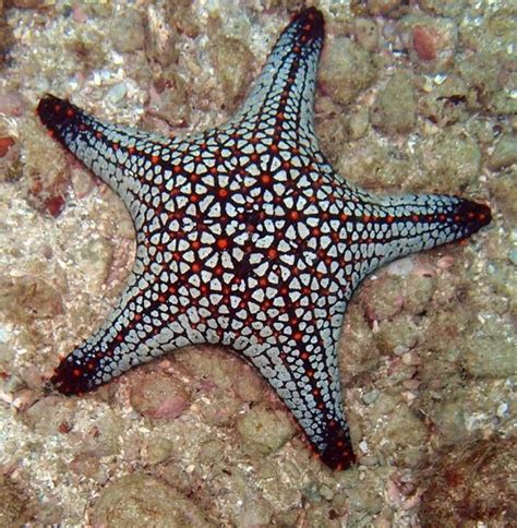 Panamic Cushion Sea Star ~ Gorgeous Beautiful Sea Creatures Ocean