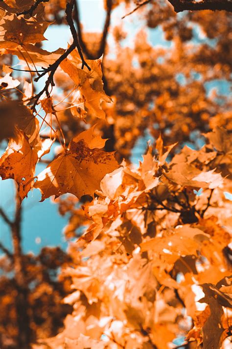 Maple Branch Autumn Leaves Hd Phone Wallpaper Peakpx